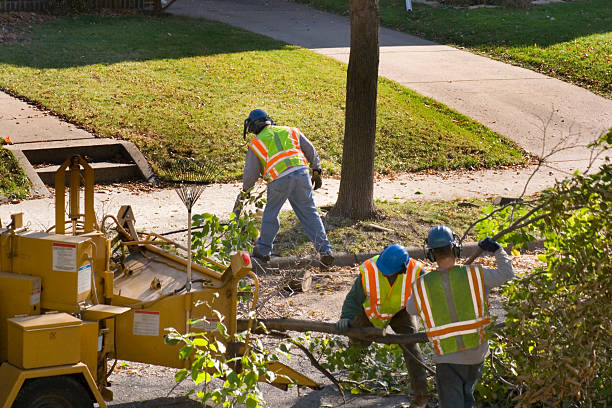 Best Root Management and Removal  in Badin, NC